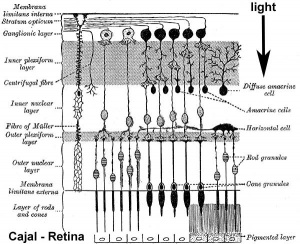 Historic retina drawing.jpg
