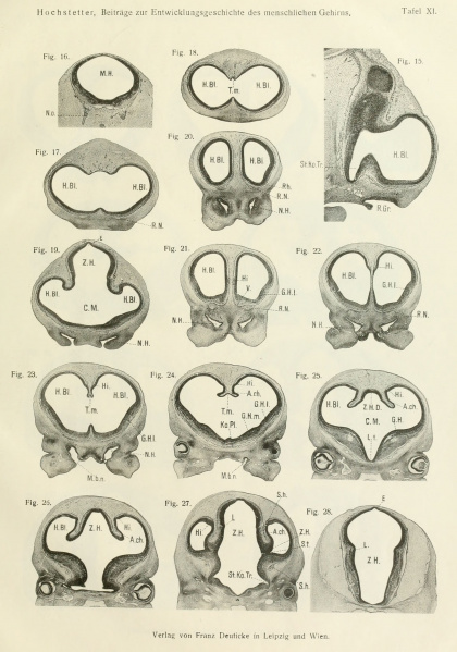 File:Hochstetter1919 plate11.jpg