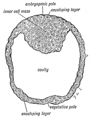 Fig. 14 Stage II. The Blastocyst.