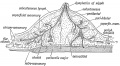 Fig. 490. Section of the Breast Arrangement of its Capsule and Lymphatics.