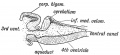 Fig. 165. Median Section of the Cerebellum and 4th Ventricle of a Frog.