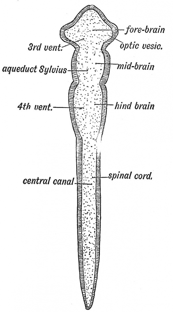 Fig. 72 Diagram of the Four Primary Divisions of the Neural Tube