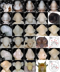 Bat Development - Embryology