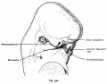 Fig. 352. Human embryo of 11.3 mm, 30-31 days