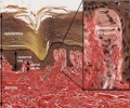 Histology of a Meissner Corpuscle in subcutaneous layers of the skin