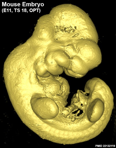 File:Mouse embryo E11 tomography 01.jpg