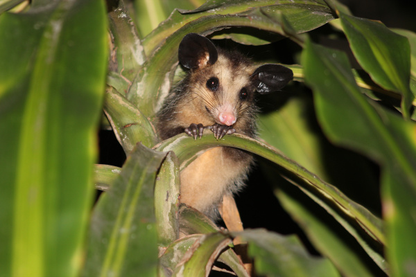 Big-eared opossum