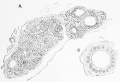 Fig. 437. A section of the thyroid gland of a human embryo of about four months