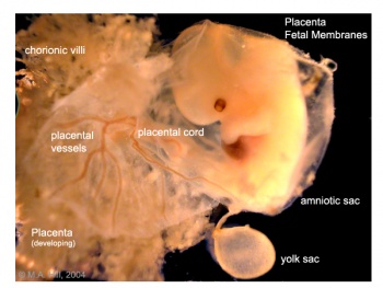 fetal membranes and placenta