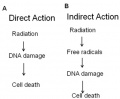 Action of Radiation on Cancer Cells