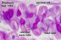 mucus neck - parietal cells - chief cells