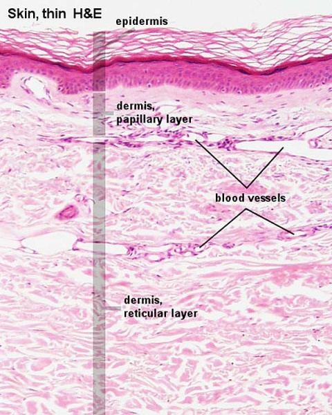 File:Adult skin histology 01.jpg
