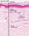 Adult skin histology 01.jpg