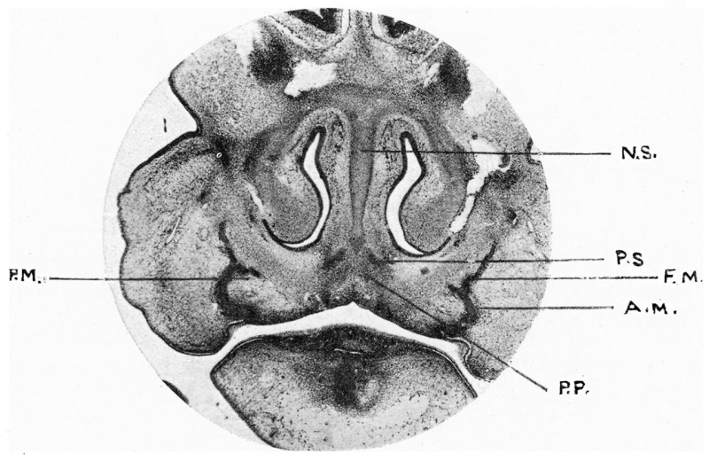 File:Fawcett1911 fig01.jpg