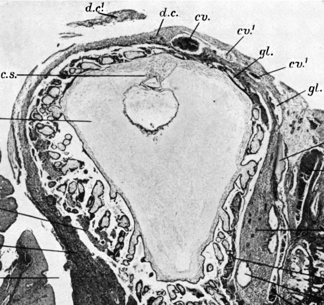 File:Florian1935 chorionic vesicle fig11.jpg