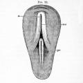 Fig. 22. View of the pellucid area of a blastoderm of 18 hours.