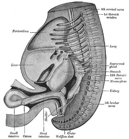 Gastrointestinal Tract Development - Embryology