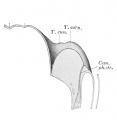 Fig. 336. Median section of the larynx shown in Fig. 335.