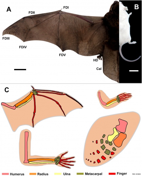 File:Limb comparison cartoon 01.jpg