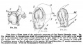 Fig. 21. Three Views of the Glaevecke Embryo of Graf Spee
