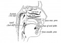 Fig. 15 B. Showing the parts of the Buccal and Nasal Cavities formed from the Stomodaeum. The relative position of the Oral Plate is indicated.