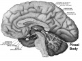 Location of the pineal gland in the adult brain. Existing website image.