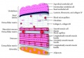 The histology of the urinary bladder showing the different cell layers