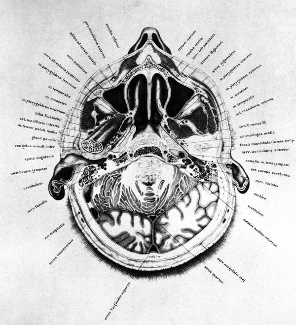 Braune 1877 plate 4.jpg