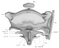 Fig. 320. Pharyngeal region of the embryo BR (Normentafel No. 42, 9.75 mm. vertex-breech measurement), from the ventral surface.