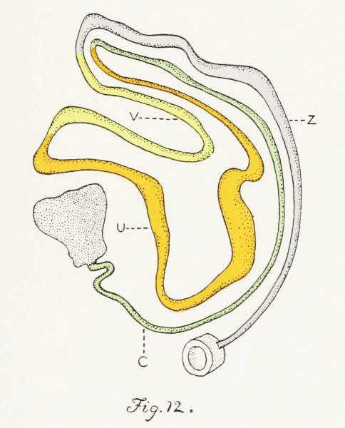 File:LewisFT1920 fig12.jpg