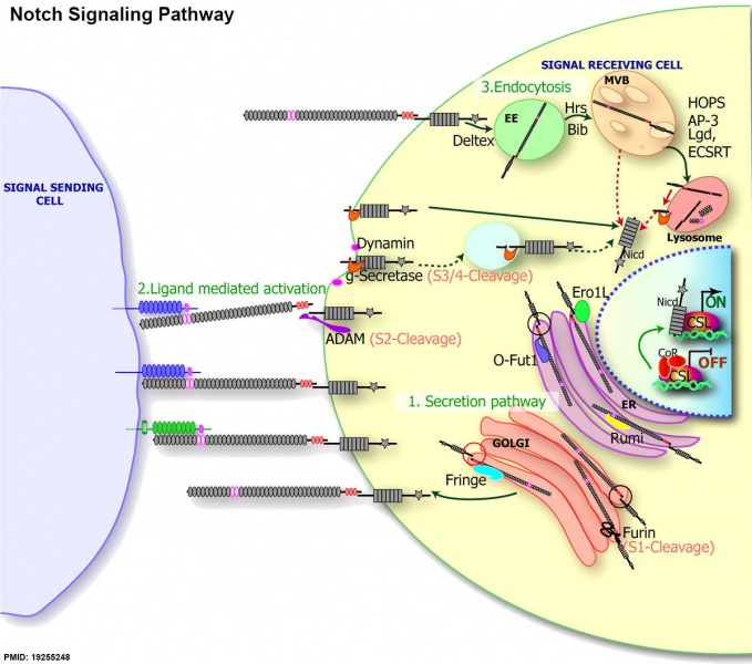 File:Notch signaling pathway cartoon 02.jpg