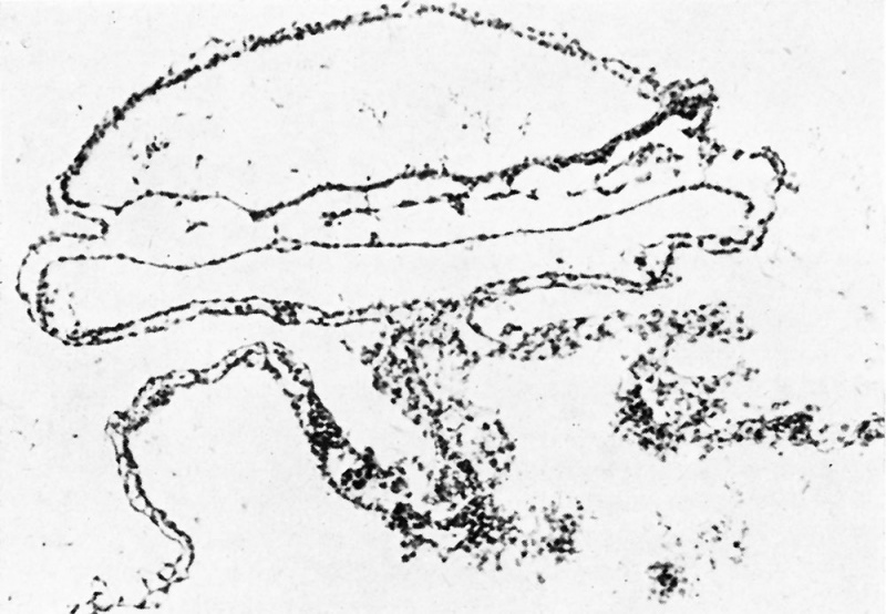 File:GladstoneHamilton1941 text-fig08.jpg