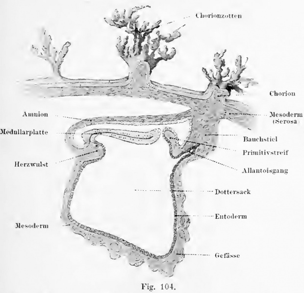 File:Kollmann104.jpg