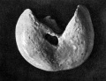 Fig 30 model human embryo 24 mm