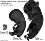 Size comparison embryo-fetus actual.jpg