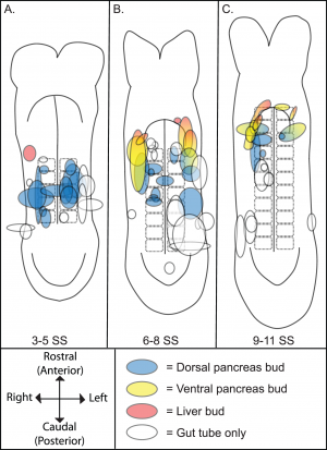 3–11 SS caudal foregut endoderm.png
