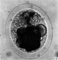 Fig. 13. Photograph of the living morula. of the pony (P 6). it shows extensive deutoplasmolysis. x 480.