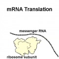 MRNA translation icon.jpg