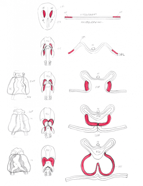 File:Morphology of Heart Tube Formation- Student Image .png