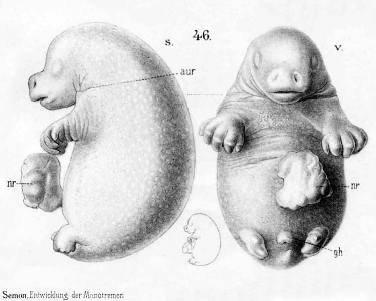 File:Echidna historic embryology 46.jpg
