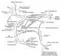 788 Plan of the Facial and Intermediate Nerves and their Communication with Other Nerves