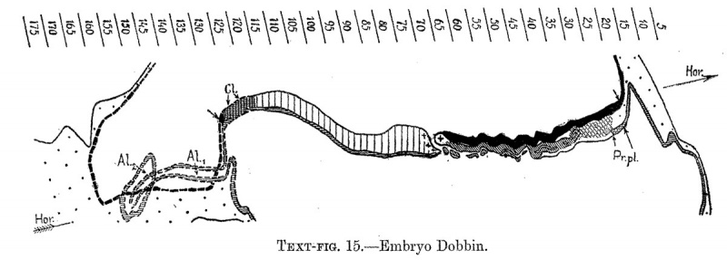 File:Hill1931 textfig15.jpg