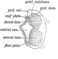 Fig. 77. Section of the developing Spinal Cord