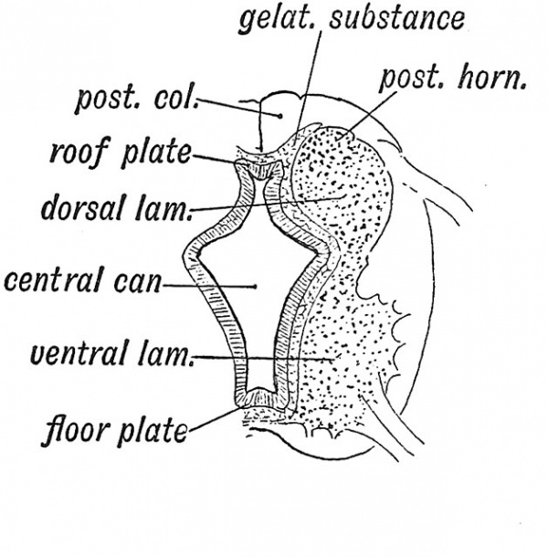 Fig. 77 Diagrammatic Section of the developing Spinal Cord