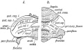 Fig. 90. Left and Right half of the Cerebellum of a Foetus of 5 months