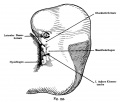 Fig. 353. Face of a Human Embryo of 12.6 mm, age 40 days