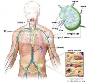 image Lymphatic system overview