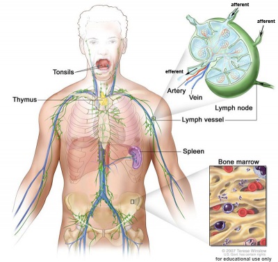 image Lymphatic system overview
