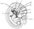 80. Human Embryo of 7 mm (after F. P. Mall)
