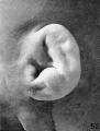 Fig. 52. Embryo No. 9526, 114 mm. Fig. 57. No. 1702, 150 mm.